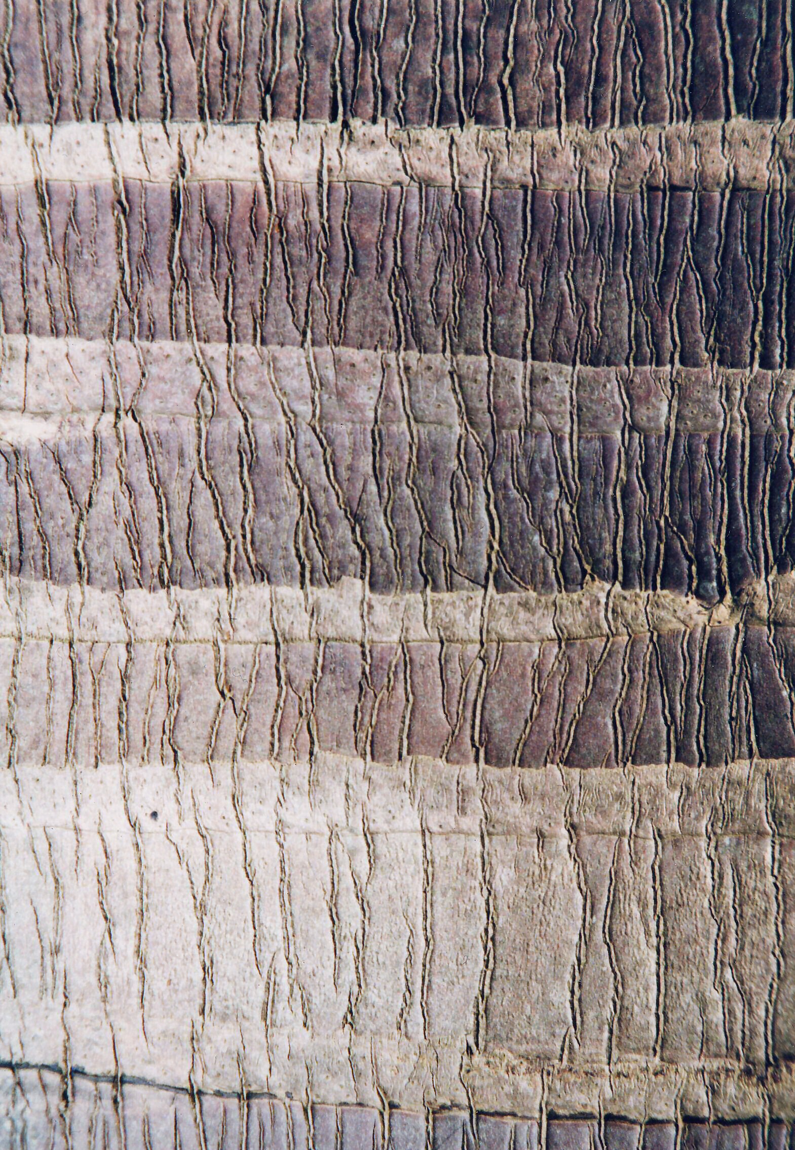 Palm trunk with branching vertical cracks.