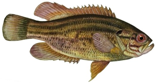 Acantharchus pomotis (white background)