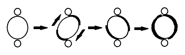 Kinetoplast Rotation