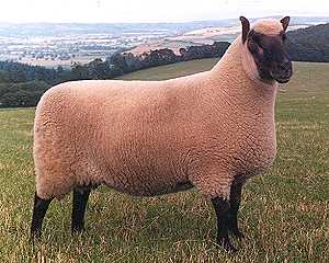 Ram of the Clun Forest breed.jpg
