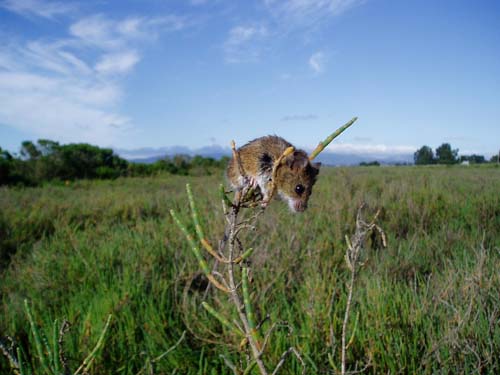 Salt marsh harvest mouse (Reithrodontomys raviventris), climbing