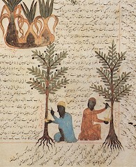 Arboriculture Mediaeval Islam