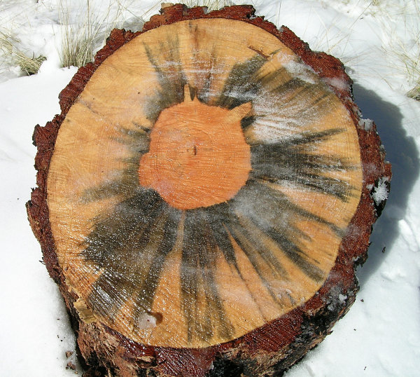 Blue stain fungus 01