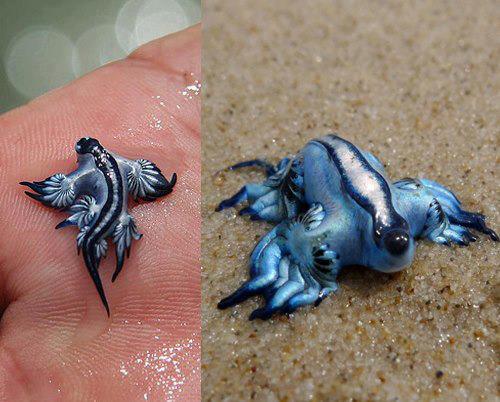Glaucus atlant.