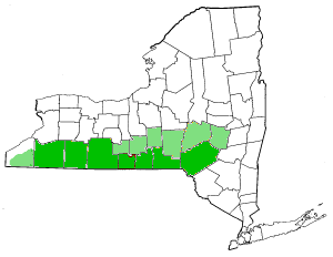      Core Southern Tier counties     Peripheral counties