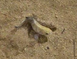 Death Valley Pupfish spawning in Salt Creek