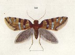 Fig 20 Plate XLVI The butterflies & moths of New Zealand (cropped)