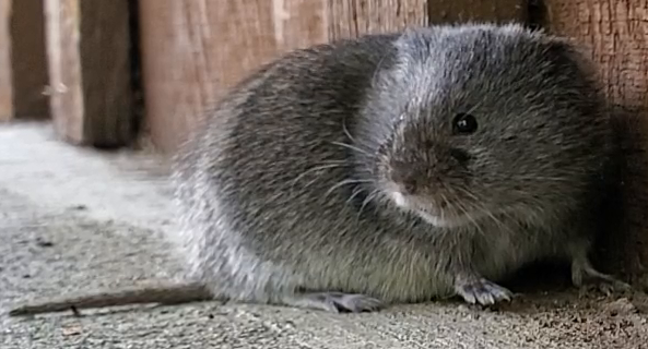 Western meadow vole Talkeetna alaska