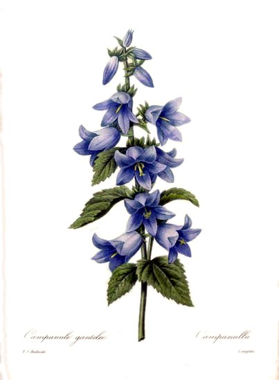 99Campanula trachelium