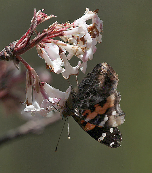 Red Admiral I IMG 7046