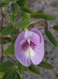 Clitoria fragrans.jpg