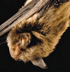 The image depicts a small bat hanging upside down.