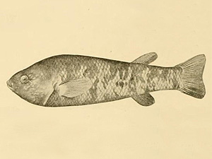 Empetrichthys.merriami.dsj