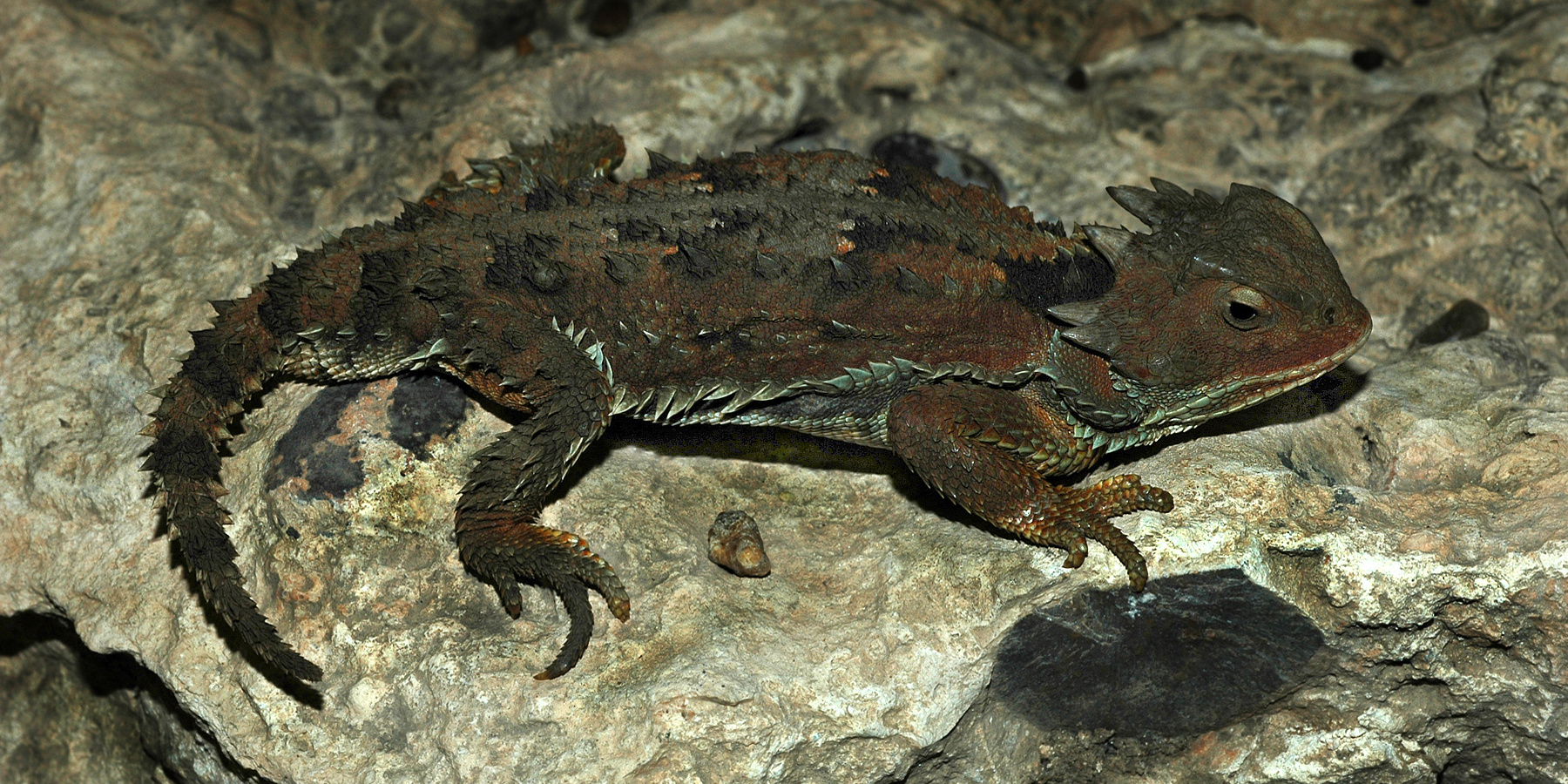 Image Mountain horned lizard (Phrynosoma orbiculare orientale