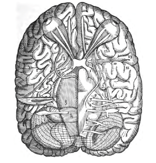 Varolio illus