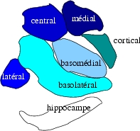 Amigdale1.jpg