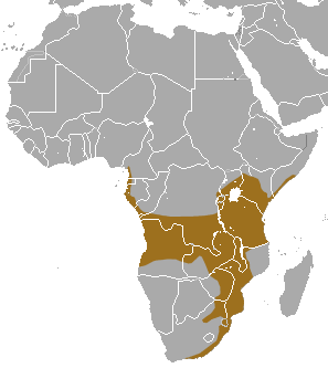 Wahlberg's Epauletted Fruit Bat area.png