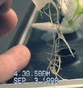 NASA-Aeroponics International-lettuce-day3