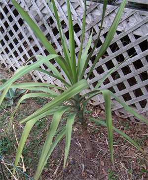 Yucca jaliscensis.jpg