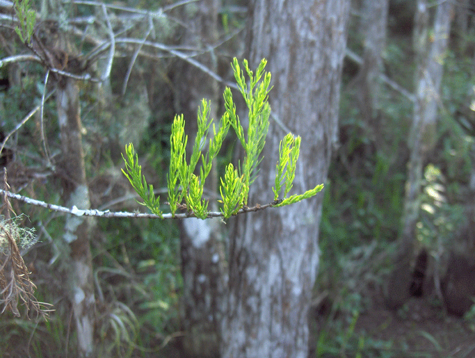 Bald-Cypress (2883842076)