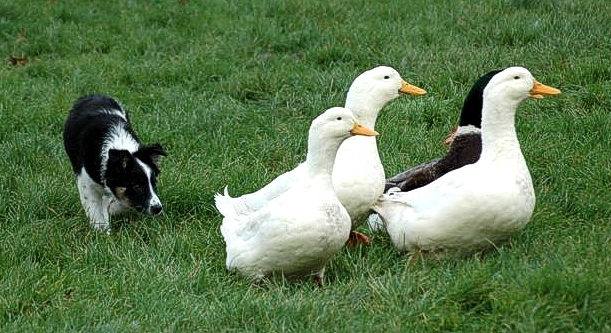 Border Collie (View Dan) 9 semaines sur canards
