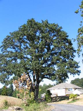 Lone oak.jpg