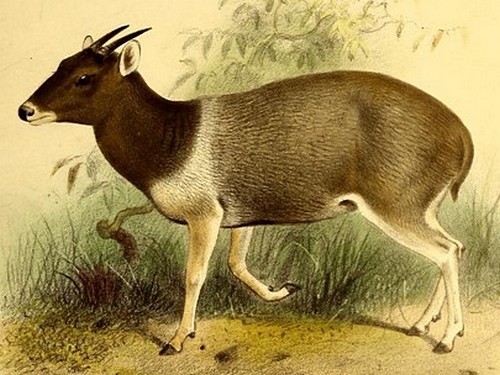 The book of antelopes (1894) Cephalophus jentinki 2