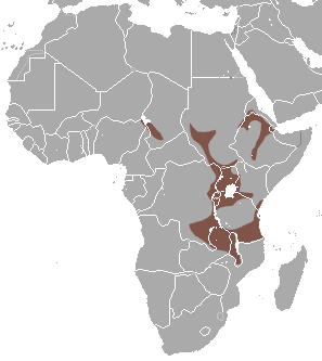 Ethiopian Epauletted Fruit Bat area.png