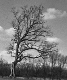 Shawshank tree, Lucas, Ohio - cropped.jpg