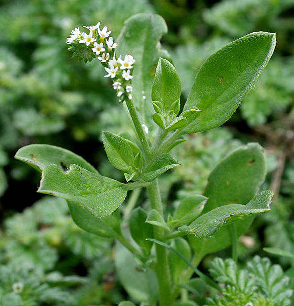 Heliotropium ovalifolium (Grey leaf heliotrope) W IMG 9949