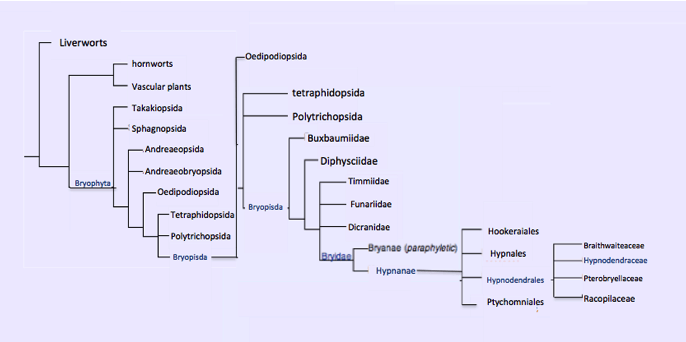 Phylogeny tree of Hypnodendron comosum
