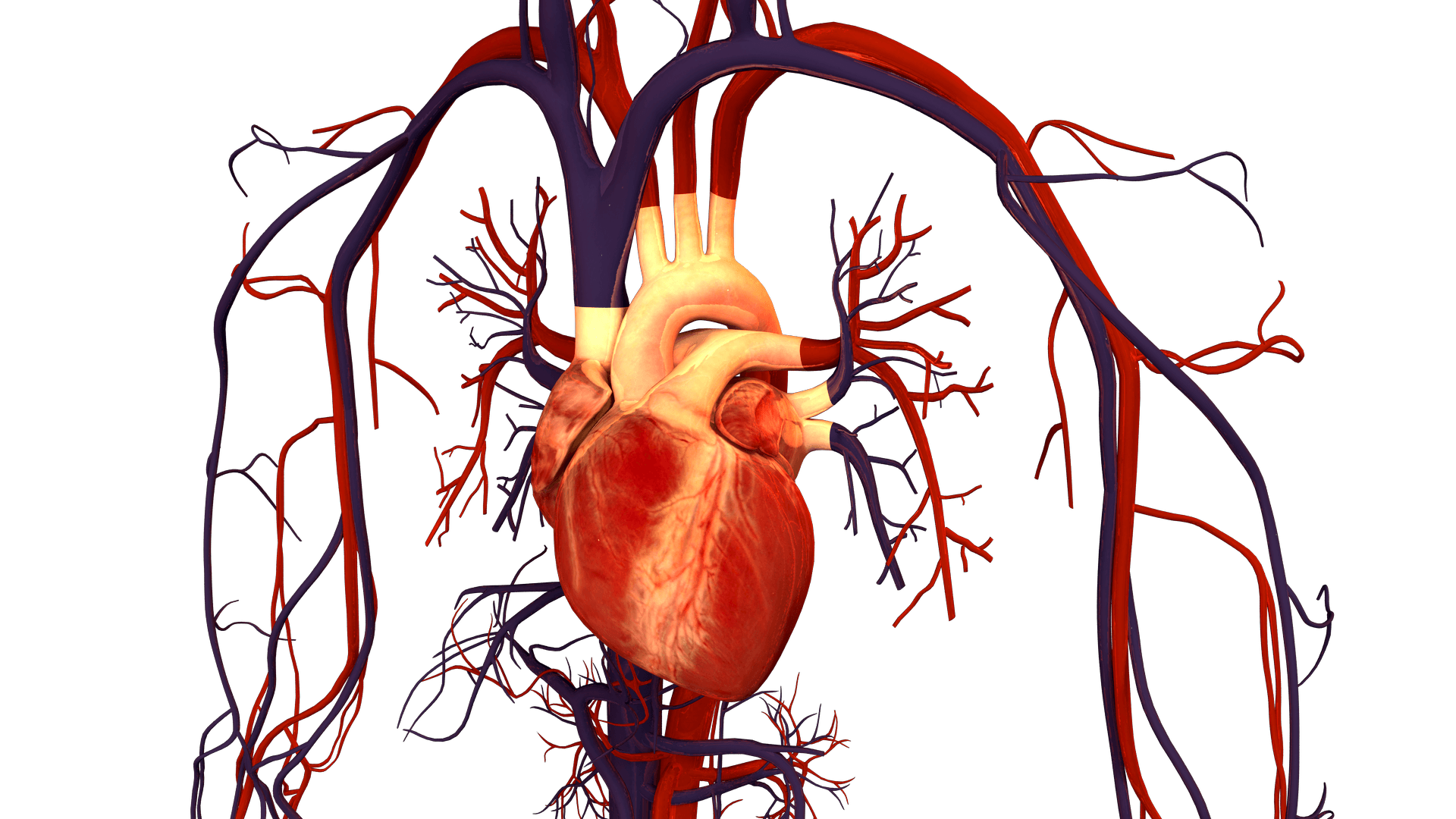 Улучшится кровообращение. Сердце и кровеносная система человека анатомия. Сосуды сердца. Сосуды ССС. Сердечно сосудистая система сердце сосуды.