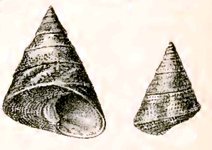 Odontotrochus chlorostomus 001.jpg