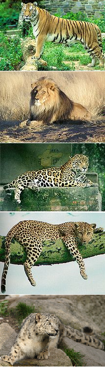 4panthera3.0.png