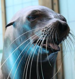 Midge Sea Lion