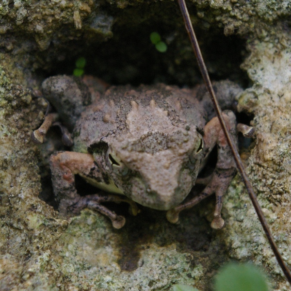 リュウキュウカジカガエル1