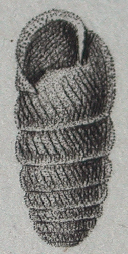 Draparnaud 1805 Pl.3 F.44 - Cylindrus obtusus