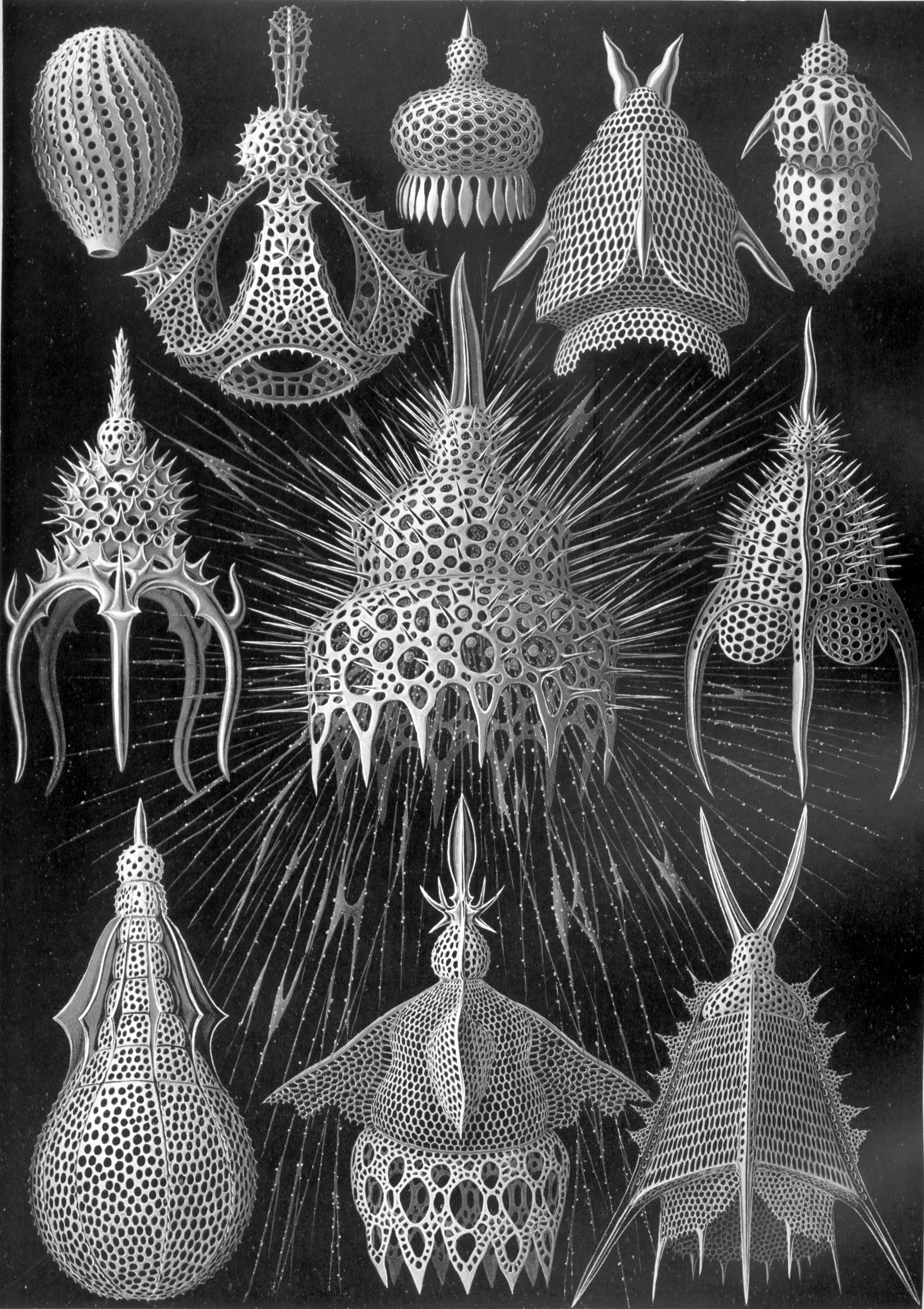 Radiolaria drawn by Ernst Haeckel in his Kunstformen der Natur (1904).