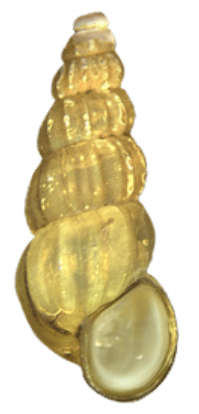 Oncomelania hupensis hupensis shell