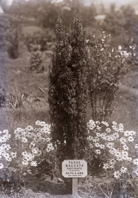 Taxus Baccata Fastigiata 1911 at Eagle House for Aeta Lamb