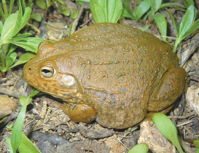 Cyclorana occidentalis, female, lateral view 2