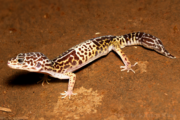 West Indian leopard gecko Eublepharis fuscus by Krishna Khan Amravati