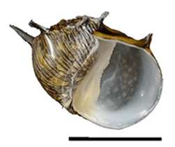 Clithon corona shell.png