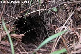 Mountain beaver burrow