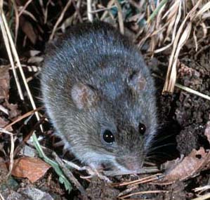 A rat, grayish above and pale below, among reed and leaf litter