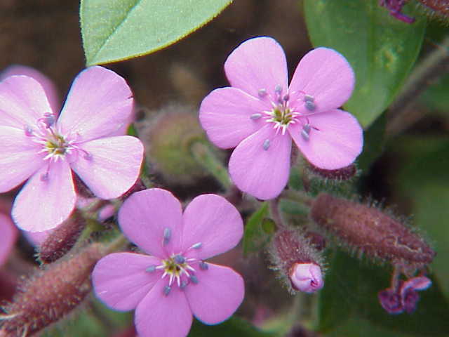 Saponaria ocymoides0