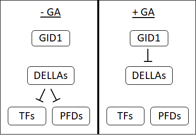 GA signal cascade
