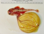 Sand devil embryo