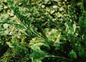 Astragalus johannis-howellii.jpg