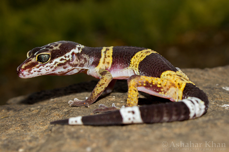 Eublepharis satpuraensis Satpura leopard gecko by Ashahar alias Krishna Khan